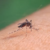 Penekanan Dengue oleh Nyamuk Jantan yang Terinfeksi Wolbachia – Telaah Jurnal Alomedika