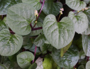 5 Manfaat Daun Binahong untuk Kesehatan