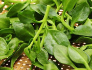 Kenali 7 Manfaat Sambiloto untuk Kesehatan