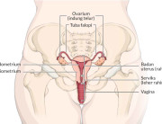 Orgazmdan keyin vaginal quruqlik Orgazmdan keyin vaginal quruqlik