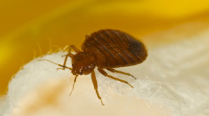 Bed Bugs ภัยเงียบจากแมลงบนที่นอน