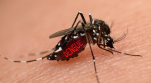 Penatalaksanaan Demam Dengue pada Ibu Hamil