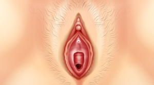 Hymen: Morfologi dan Mitosnya