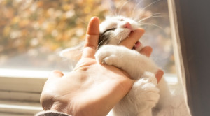 Gigitan Kucing pada Tangan