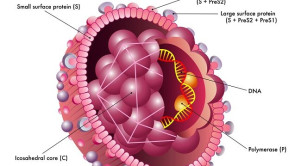 Pedoman Penanganan Hepatitis B Kronik – Ulasan Guideline Terkini