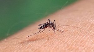 Penekanan Dengue oleh Nyamuk Jantan yang Terinfeksi Wolbachia – Telaah Jurnal Alomedika