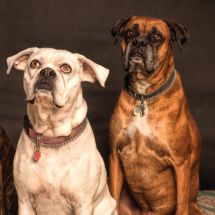 Pet Products Gandhinagar