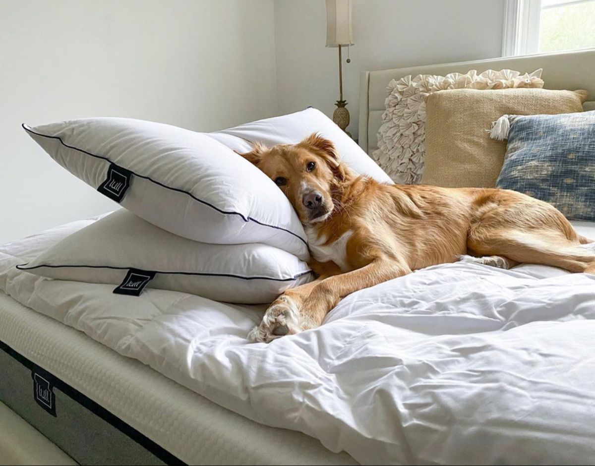 Pet Hair and Your Mattress in Singapore: How to Remove Fur, Odors & Allergens