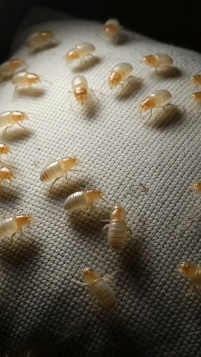 What Happens If You Never Clean Your Mattress? (Singapore Guide to Hidden Buildup)
