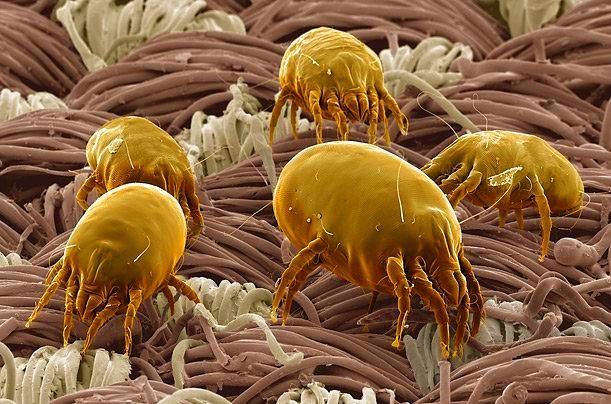Can Vacuuming Remove Dust Mites from Mattresses? (Singapore Reality Guide)