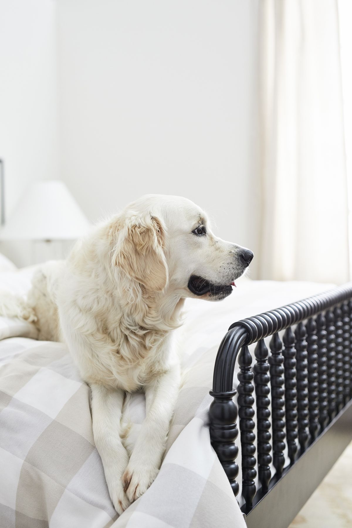 The Complete Mattress Cleaning Guide for Dog and Cat Owners (Singapore Guide)
