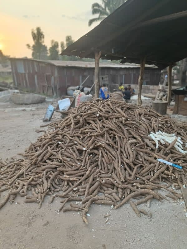 Bulk Cassava Tubers & Premium Gari Processing Contract image 1