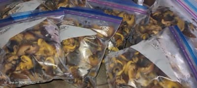 Fresh snails, dried snails, fried snails π