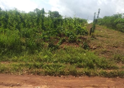 600m2 titled land in Ngwatkang opposite Ngwatkang pineapple farm Bali.