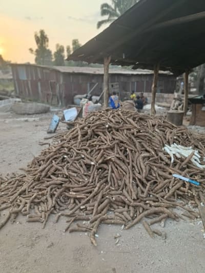 Bulk Cassava Tubers & Premium Gari Processing Contract