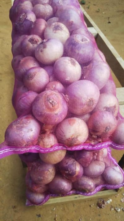 Onion