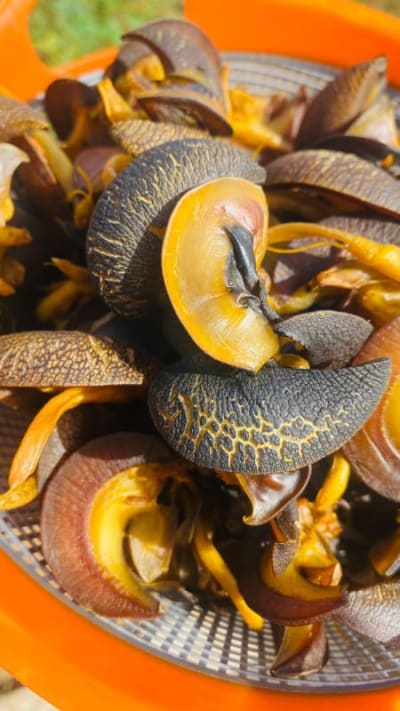 Snails