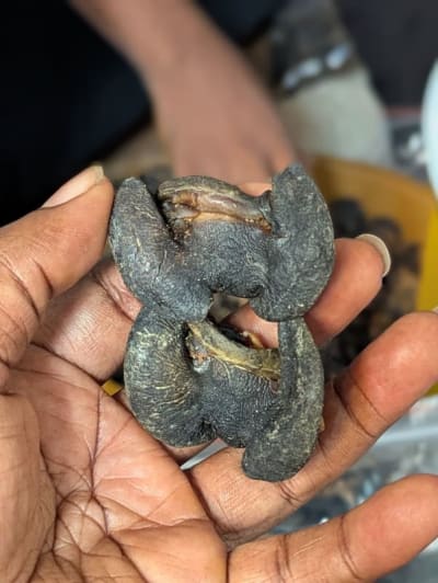 DRIED SNAILS