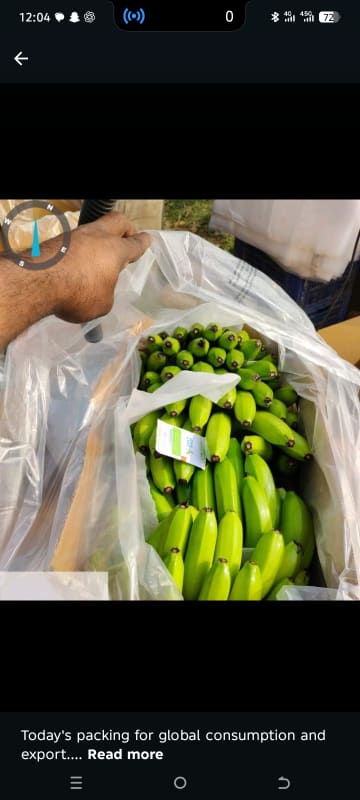 Quality organic bananas