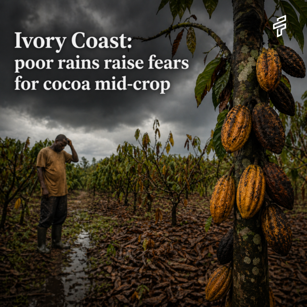 Ivory Coast: Poor Rains Raise Fears for Cocoa Mid-Crop