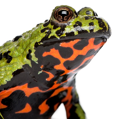 Oriental fire-bellied toad