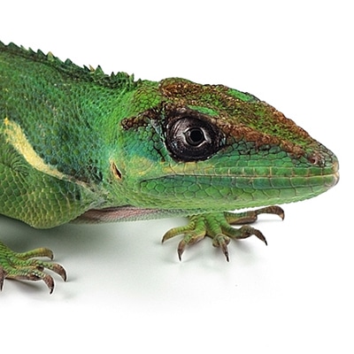 Cuban Knight Anoles