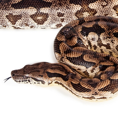 Dumeril's Boa