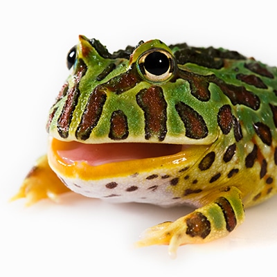 Ornate Pacman Frogs