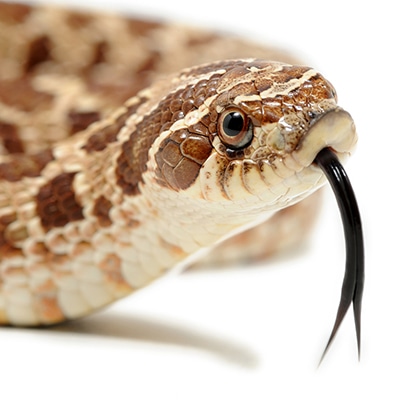 Western Hognose Snakes