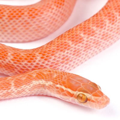 African House Snakes
