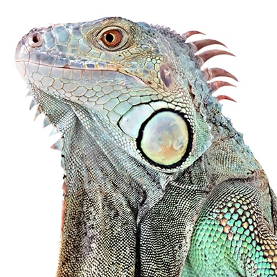 Green Iguanas