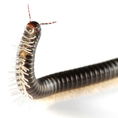 Giant African Millipede