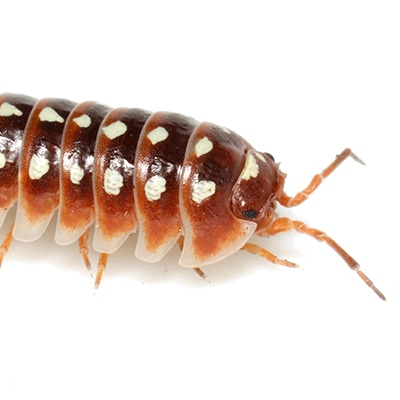 Klug's Pill Millipede