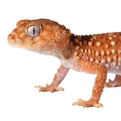 Knob-Tailed Geckos