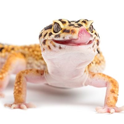 Leopard Geckos