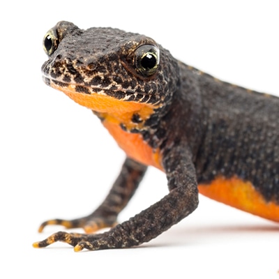 Alpine newts