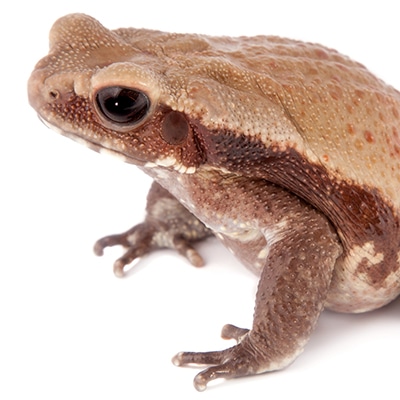 Smooth-Sided Brown Toad