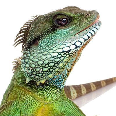 Chinese Water Dragons