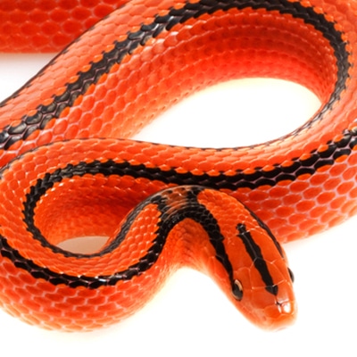 Western Rat Snakes