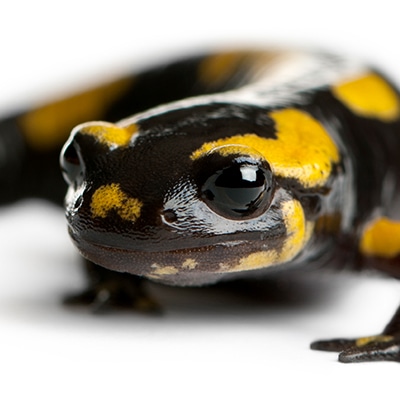 Fire Salamanders