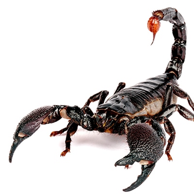 Emperor Scorpions