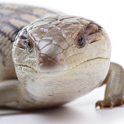 Northern Blue-Tongued Skinks