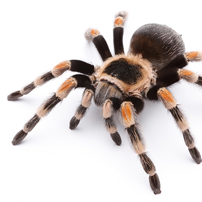 Mexican Red-Knee Tarantula