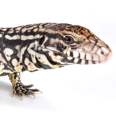 Argentine Black and White Tegu
