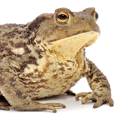 Cane Toads