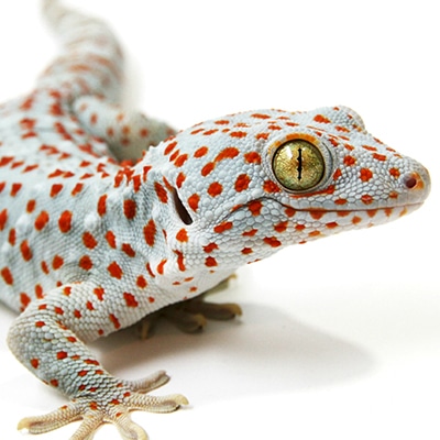 Tokay Geckos