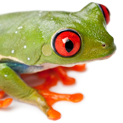 Redeyed Tree Frogs