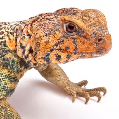 Uromastyx