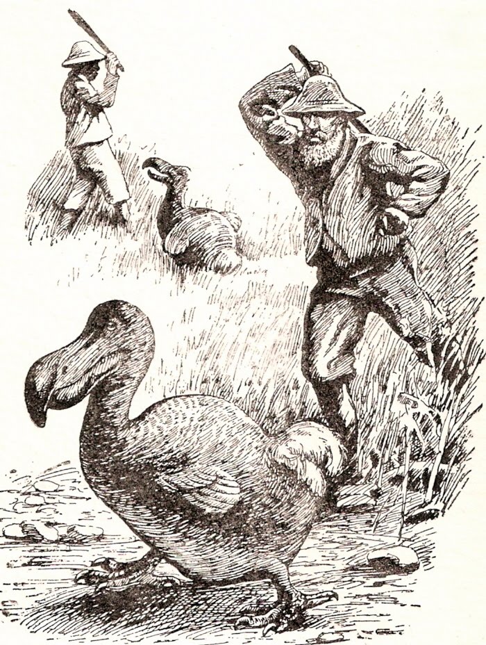 dodo meaning nap dodo meaning nap