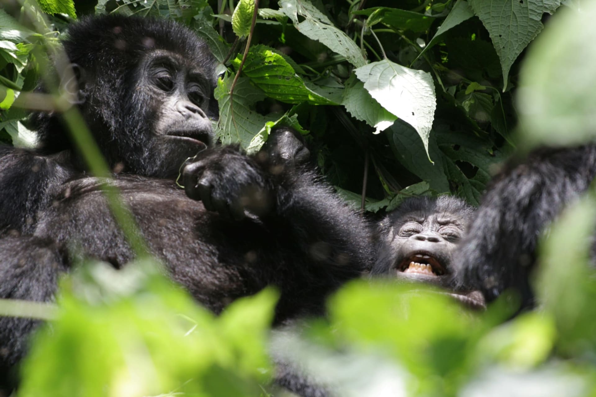 Tracking a small family